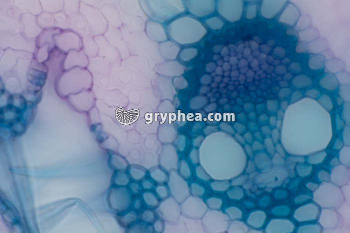 Feuille d'Oyat CT x100 - gryphea.com